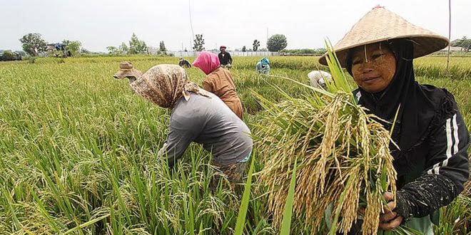 Kenaikan Nilai Tukar Petani di Sumut Sebesar 0,46 Persen