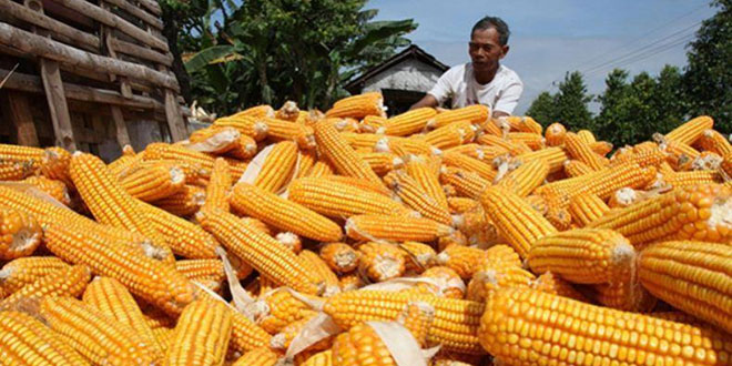 Harga Jagung yang Diimpor di Sumut Mencapai Rp5000 Per Kg