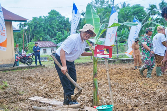 Bank Sumut Menggerakkan Program Tanam Pisang untuk Mendorong Ekonomi Nias – Waspada Online