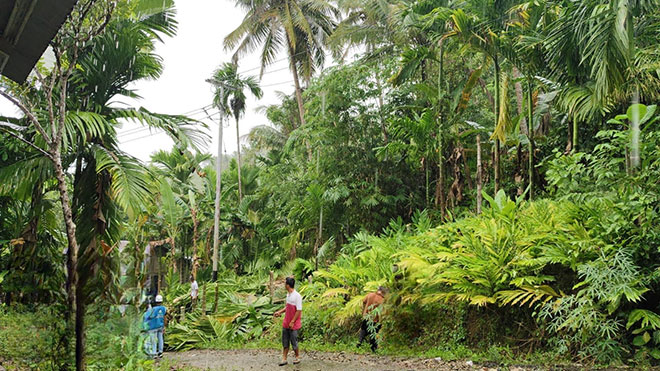 Perampalan Pohon di Teluk untuk Mencegah Gangguan Pelayanan Listrik – Berita Waspada Online