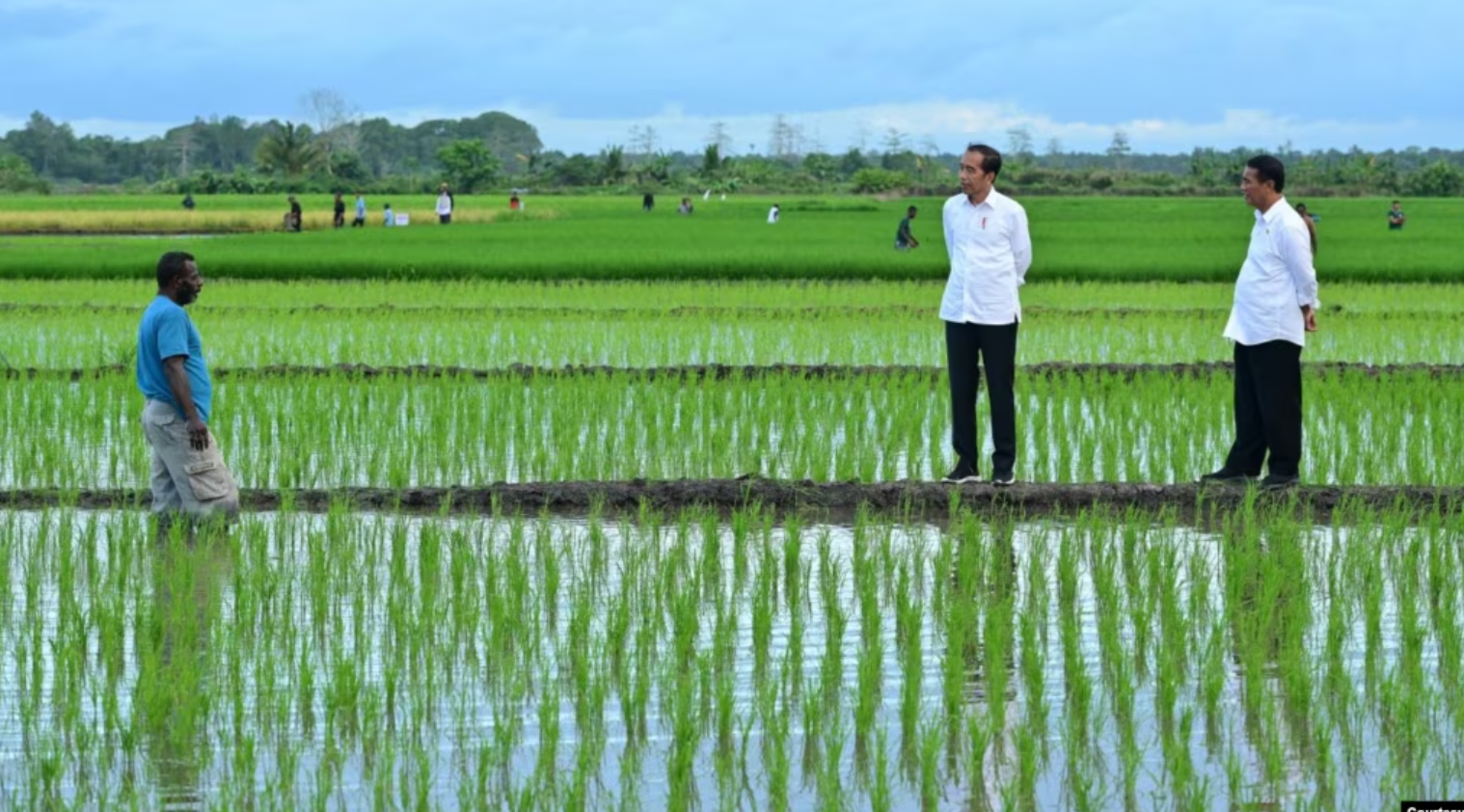 Aktivis Papua Mendorong Terhentinya Proyek Pembangunan Satu Juta Hektar Sawah di Merauke